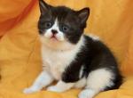 Marilyn - British Shorthair Kitten For Sale - 
