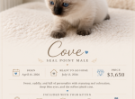 COVE Seal Point - Ragdoll Kitten For Sale - Mount Joy&comma; PA&comma; US