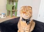 Hazel - Scottish Fold Kitten For Sale - FL&comma; US