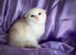 Odysseus - Scottish Fold Kitten For Sale - Aliso Viejo&comma; CA&comma; US