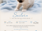 Sailor Seal Mitted Male with a Blaze - Ragdoll Kitten For Sale - Mount Joy&comma; PA&comma; US
