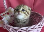 Moonlight - Scottish Fold Kitten For Sale - 