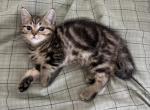 Chloe - British Shorthair Kitten For Sale - 