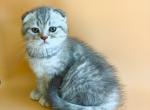 Luna - British Shorthair Kitten For Sale - 