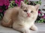 British Uno - British Shorthair Kitten For Sale - Empire State&comma; NY&comma; US