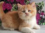 British Unique - British Shorthair Kitten For Sale - Empire State&comma; NY&comma; US