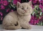 British Ulysses - British Shorthair Kitten For Sale - Empire State&comma; NY&comma; US