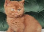 British Uliy - British Shorthair Kitten For Sale - Empire State&comma; NY&comma; US
