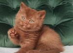 British Umi - British Shorthair Kitten For Sale - Empire State&comma; NY&comma; US