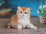 British Vasilisa - British Shorthair Kitten For Sale - Empire State&comma; NY&comma; US