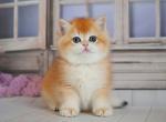 British Vincent - British Shorthair Kitten For Sale - Empire State&comma; NY&comma; US