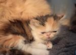 Callie - Persian Kitten For Sale - Sumner&comma; WA&comma; US