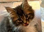 Oreo - Maine Coon Kitten For Sale - Manchester Township&comma; NJ&comma; US