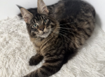 Walmar - Maine Coon Kitten For Sale - Charlotte&comma; NC&comma; US