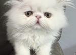 Persian - Persian Kitten For Sale - Altamonte Springs&comma; FL&comma; US