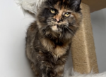 Xusha - Polydactyl Kitten For Sale - Charlotte&comma; NC&comma; US