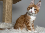 Bryan - Maine Coon Kitten For Sale - Charlotte&comma; NC&comma; US