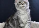 Ivan - Maine Coon Kitten For Sale - New York City&comma; NY&comma; US