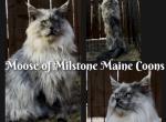 Litter H - Maine Coon Kitten For Sale - Wichita Falls&comma; TX&comma; US