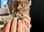 Synyi's Babies - Maine Coon Kitten For Sale - 