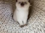 Scottish kitten with blue eyes - Scottish Straight Kitten For Sale - Tacoma&comma; WA&comma; US