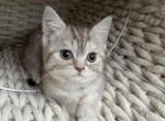 Tiger Scottish kitten - Scottish Straight Kitten For Sale - Tacoma&comma; WA&comma; US