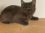 Leo Chocolate Scottish kitten - Scottish Straight Kitten For Sale - Tacoma&comma; WA&comma; US
