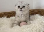 Snowball Scottish Fold Girl Kitten - Scottish Fold Kitten For Sale - Tacoma&comma; WA&comma; US