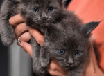 Blue Babies - Maine Coon Kitten For Sale - 