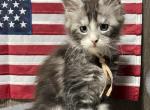 Blossom - Maine Coon Kitten For Sale - Rogersville&comma; MO&comma; US