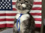 Brooks - Maine Coon Kitten For Sale - Rogersville&comma; MO&comma; US