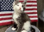 Bentley - Maine Coon Kitten For Sale - Rogersville&comma; MO&comma; US