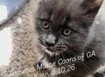 The Legacy Litter - Maine Coon Kitten For Sale - 