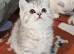LUXYURY  British Shorthair Kittens  Ready to go - British Shorthair Kitten For Sale - Lockport&comma; IL&comma; US