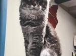 Champion Eclipse - Maine Coon Cat For Sale/Retired Breeding - 