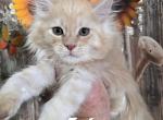 Twix Candy Bar Litter - Maine Coon Kitten For Sale - 