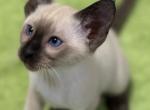 Eva's Siamese Chocolate point - Siamese Kitten For Sale - Moneta&comma; VA&comma; US