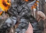 Snickers - Maine Coon Kitten For Sale - Kingman&comma; AZ&comma; US