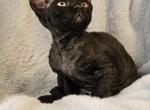 Devon Rex Kittens TICA  CFA Breeding Rights - Devon Rex Kitten For Sale - Lockport&comma; IL&comma; US
