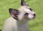 Snows Snowshoe - Snowshoe Kitten For Sale - Moneta&comma; VA&comma; US