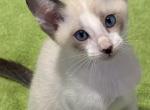 Snows Snowshoe - Snowshoe Kitten For Sale - Moneta&comma; VA&comma; US