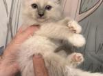 PENDING Blue Point Mitted - Ragdoll Kitten For Sale - Marlborough&comma; MA&comma; US