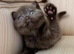 Scottish Chocolate Male & Female - Scottish Fold Kitten For Sale - Orlando&comma; FL&comma; US