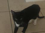Buster - Domestic Cat For Adoption - FL&comma; US