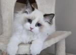 Afroditedolls Diamond - Ragdoll Kitten For Sale - 