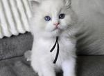 Afroditedolls Light on Venus - Ragdoll Kitten For Sale - 