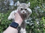 Highland Lynx in Montana - Highlander Kitten For Sale - Absarokee&comma; MT&comma; US