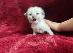 Struffoli Litter - Siberian Kitten For Sale - Fayetteville&comma; NC&comma; US