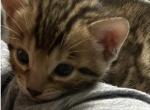 Bengal Kitty - Bengal Kitten For Sale - GA&comma; US