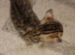 Bengal Kitty - Bengal Kitten For Sale - GA&comma; US